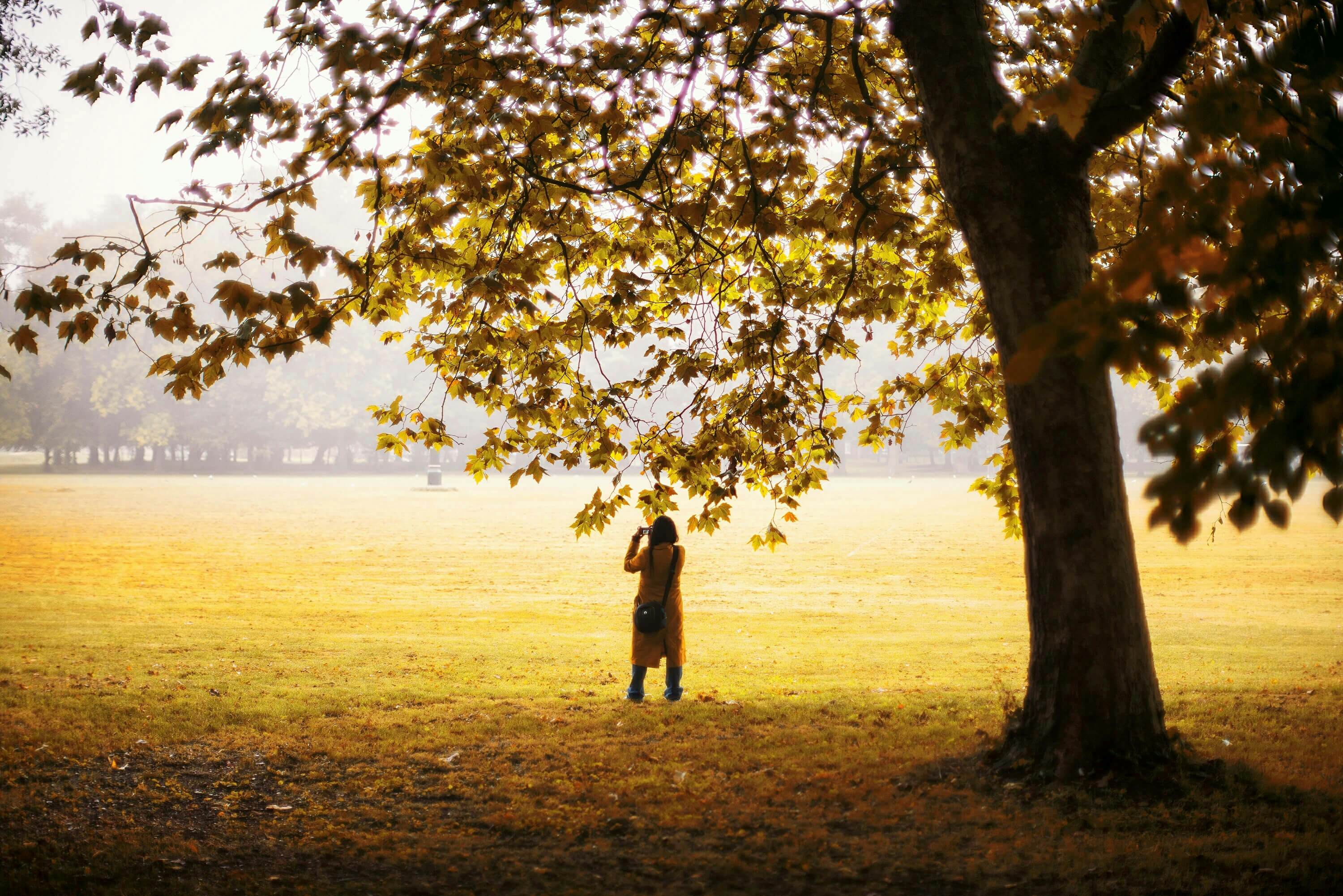 Rear View Of Woman Photographing By Tree In Park - stock photo